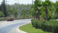 Automobilis kelyje ir šalikelėje palmės